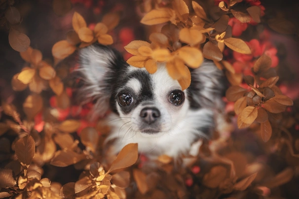 Čivava Dogs Informace - velikost, povaha, délka života & cena | iFauna