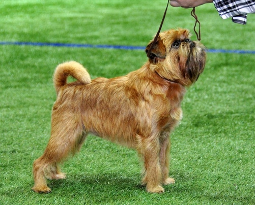 Griffon Bruxellois Dogs Ras: Karakter, Levensduur & Prijs | Puppyplaats
