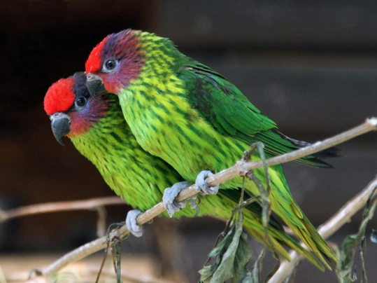 Lori fialovolící Birds Informace - velikost, povaha, délka života & cena | iFauna
