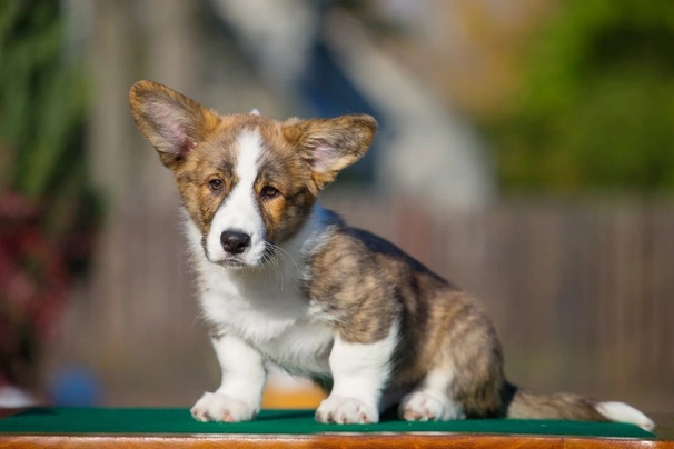 Welsh Corgi Cardigan Dogs Ras: Karakter, Levensduur & Prijs | Puppyplaats