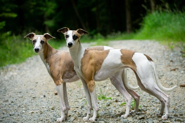 Whippet Dogs Ras: Karakter, Levensduur & Prijs | Puppyplaats