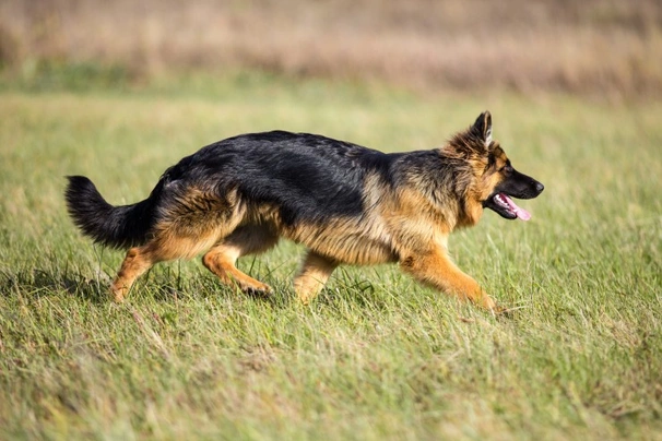 Německý ovčák Dogs Informace - velikost, povaha, délka života & cena | iFauna