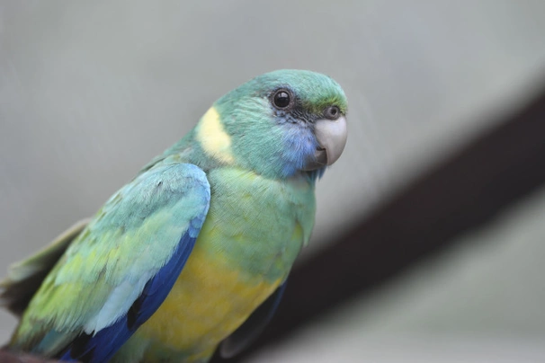 Barnard límcový klonkurský Birds Informace - velikost, povaha, délka života & cena | iFauna