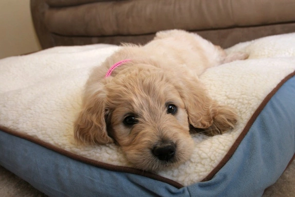 Retriever and best sale poodle cross