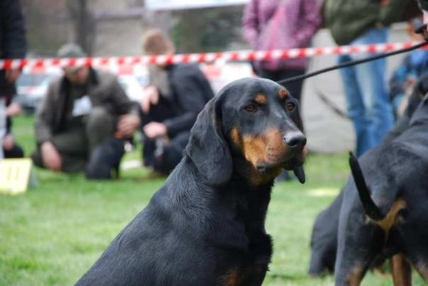 Polský honič Dogs Informace - velikost, povaha, délka života & cena | iFauna