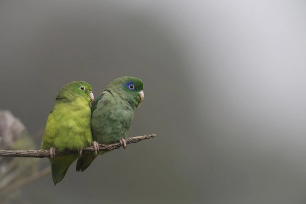 Papoušíček brýlatý Birds Plemeno / Druh: Povaha, Délka života & Cena | iFauna