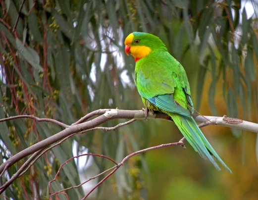 Papoušek nádherný Birds Informace - velikost, povaha, délka života & cena | iFauna