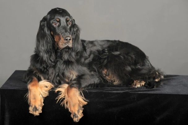 Pedigree gordon setter puppies for sale sale