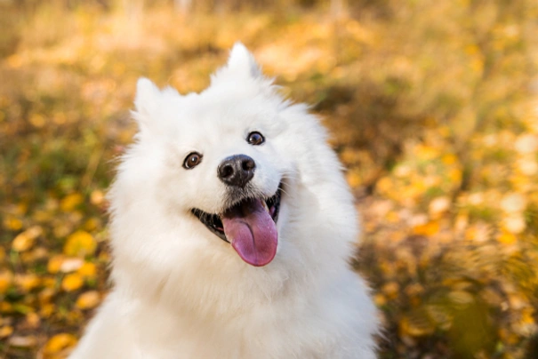 Samoyed pets4homes hot sale