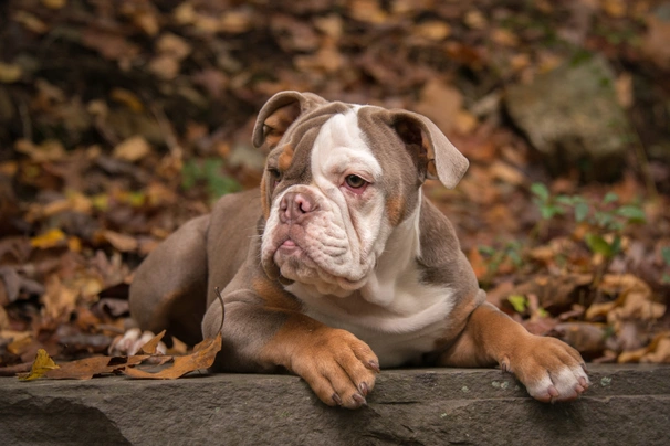 Americký buldok Dogs Informace - velikost, povaha, délka života & cena | iFauna