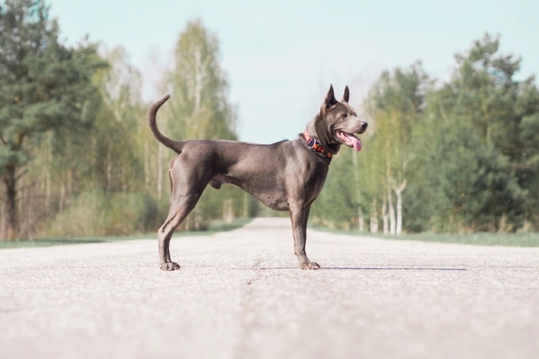 Thajský ridgeback Dogs Informace - velikost, povaha, délka života & cena | iFauna