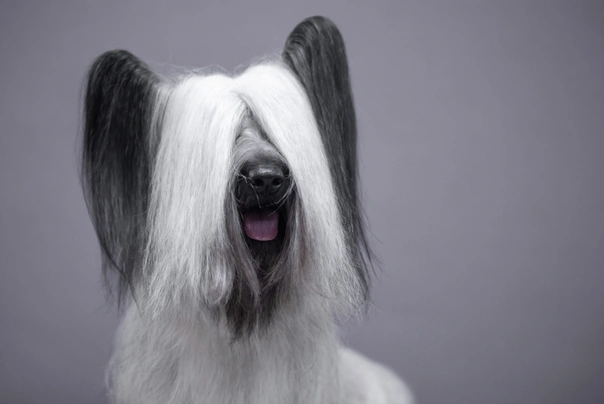 Skye Terrier Dogs Raza | Datos, Aspectos destacados y Consejos de compra | MundoAnimalia