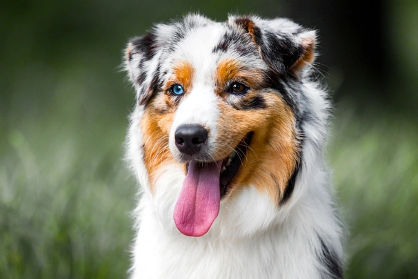 Australian Shepherd Dogs Breed - Information, Temperament, Size & Price | Pets4Homes