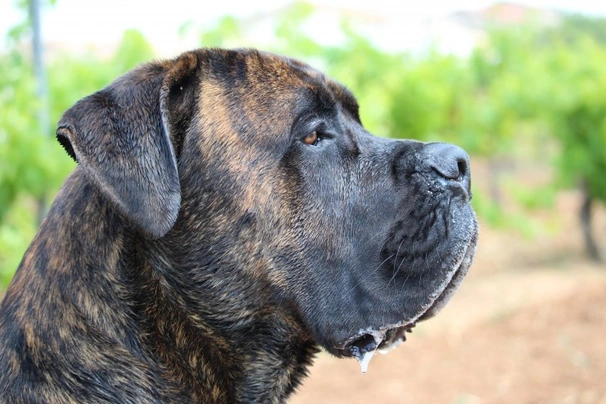 Cane Corso Dogs Informace - velikost, povaha, délka života & cena | iFauna