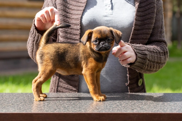 Petit Brabancon Dogs Ras: Karakter, Levensduur & Prijs | Puppyplaats