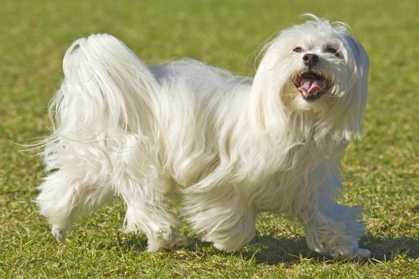 Maltipoo Dogs Breed - Information, Temperament, Size & Price | Pets4Homes