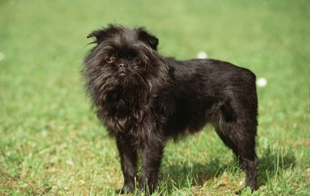 Affenpinscher Dogs Breed - Information, Temperament, Size & Price | Pets4Homes