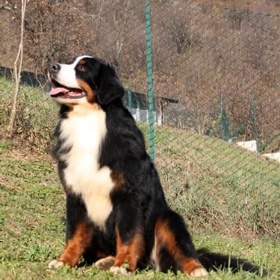 Bernese Mountain Dog Dogs Breed - Information, Temperament, Size & Price | Pets4Homes