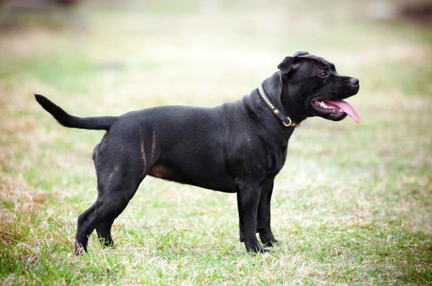 Staffordshire Bull Terrier Dogs Breed - Information, Temperament, Size & Price | Pets4Homes