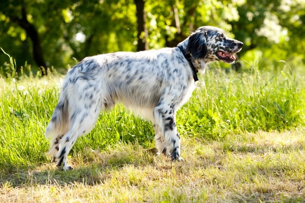 Setter Inglese Dogs Razza - Prezzo, Temperamento & Foto | AnnunciAnimali