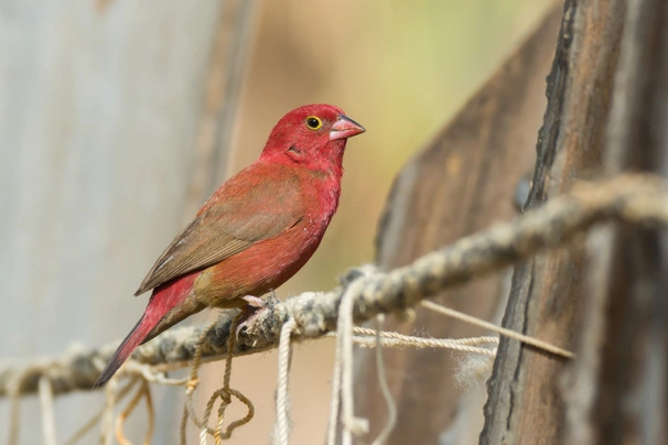 Amarant malý Birds Informace - velikost, povaha, délka života & cena | iFauna