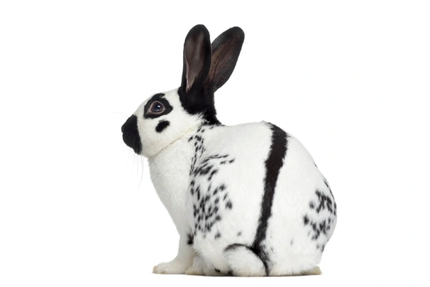 English Rabbits Breed - Information, Temperament, Size & Price | Pets4Homes