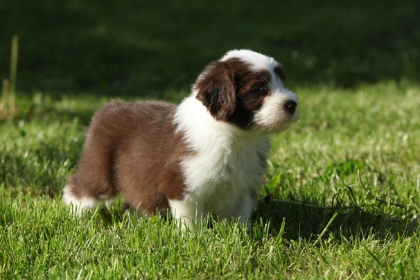 Bearded sales collie puppies