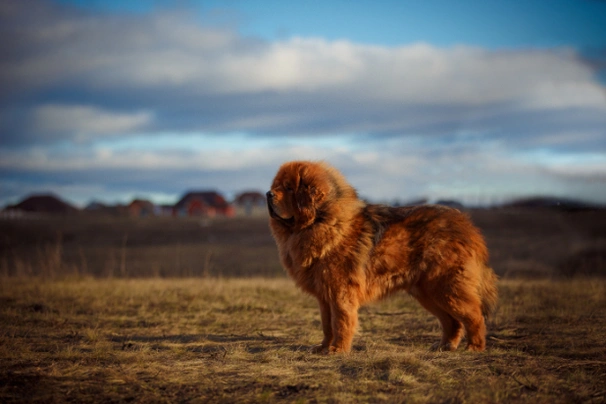 Tibetan Mastiff Dogs Razza - Prezzo, Temperamento & Foto | AnnunciAnimali