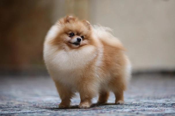 Pomeranian puppy ball price best sale