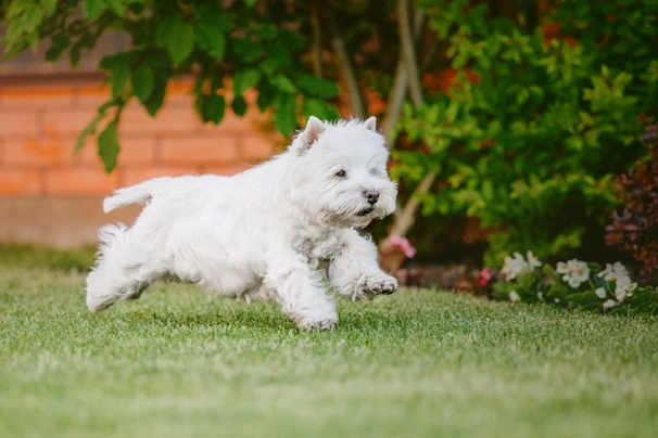 qué tan pesado debe ser un westie