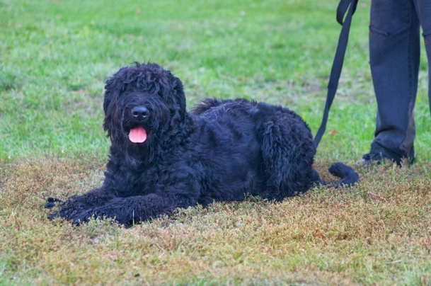 Černý ruský teriér Dogs Informace - velikost, povaha, délka života & cena | iFauna