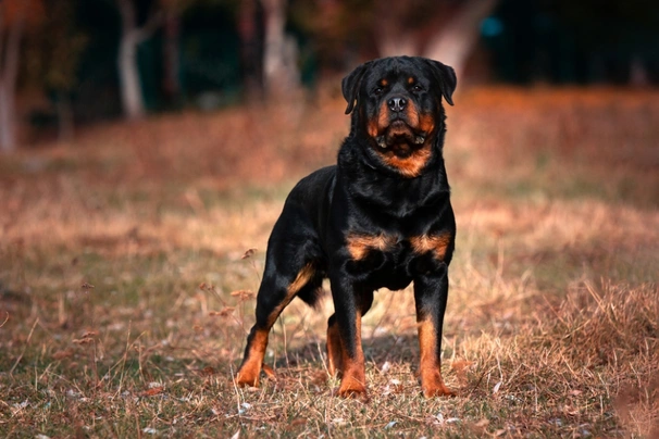 Rottweiler Dogs Ras: Karakter, Levensduur & Prijs | Puppyplaats