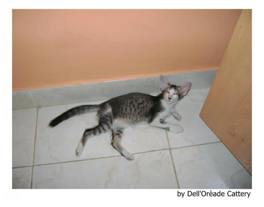 Javanés Cats Raza - Características, Fotos & Precio | MundoAnimalia