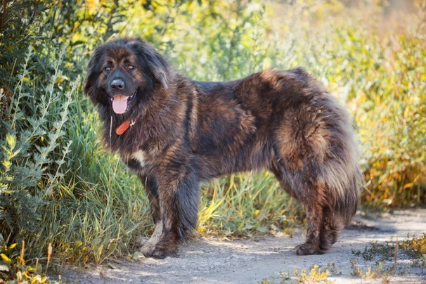 Caucasian shepherd hot sale history