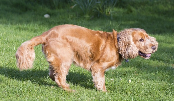 Sprocker temperament hot sale