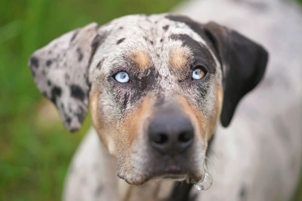 Louisianský leopardí pes Dogs Informace - velikost, povaha, délka života & cena | iFauna