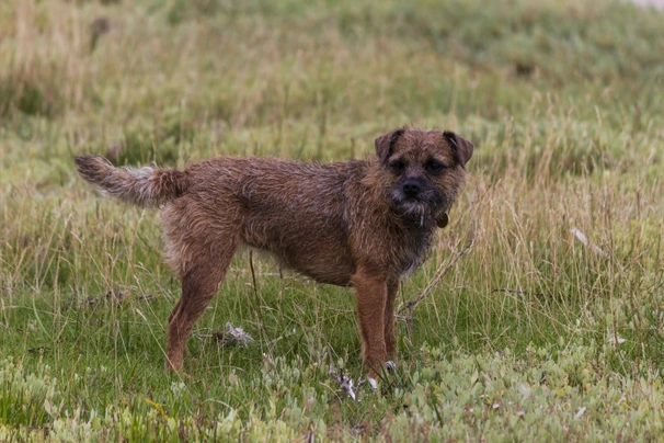 Border Terrier Dogs Raza - Características, Fotos & Precio | MundoAnimalia
