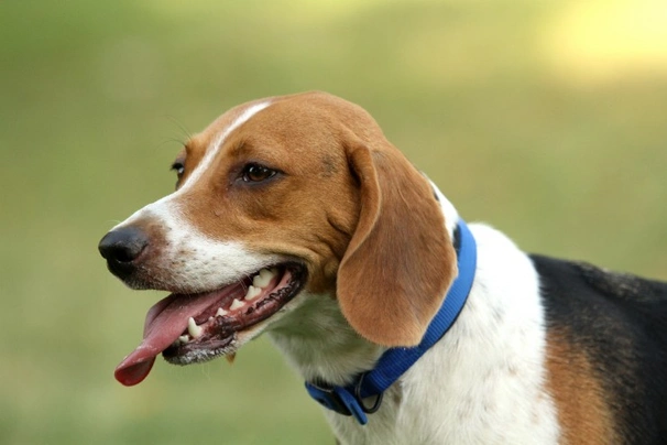 Harrier hound best sale for sale