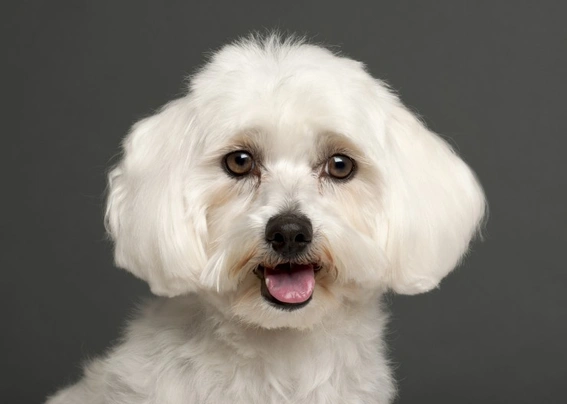 Maltese Dogs Razza - Prezzo, Temperamento & Foto | AnnunciAnimali