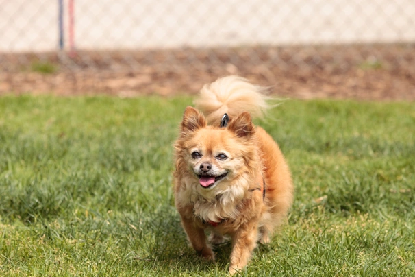 Pomchi Perros Raza - Características, Fotos & Precio | MundoAnimalia