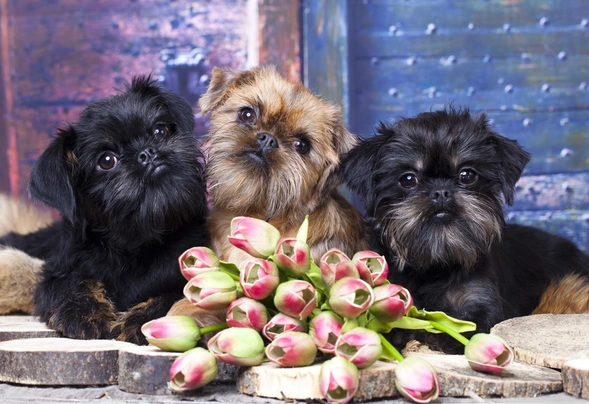 Grifonek belgický Dogs Informace - velikost, povaha, délka života & cena | iFauna