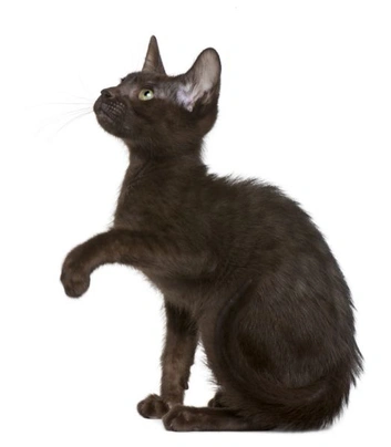 Havana Brown Cats Breed - Information, Temperament, Size & Price | Pets4Homes