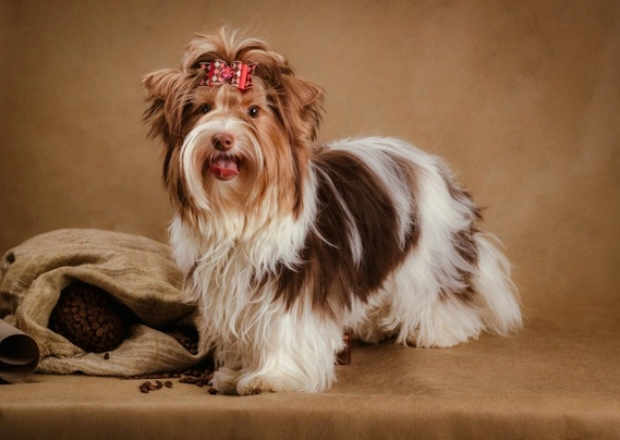 Biewer Terrier Dogs Breed | Facts, Information and Advice | Pets4Homes