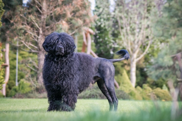 Portugese Waterhond Dogs Ras: Karakter, Levensduur & Prijs | Puppyplaats