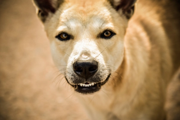 Thajský ridgeback Dogs Informace - velikost, povaha, délka života & cena | iFauna