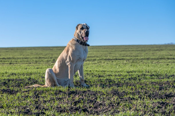 Turkish Kangal Dogs Breed - Information, Temperament, Size & Price | Pets4Homes