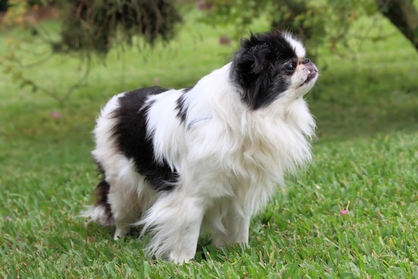 Japanse Spaniel Dogs Ras: Karakter, Levensduur & Prijs | Puppyplaats