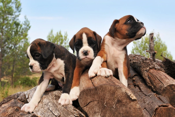 Boxer Dogs Breed - Information, Temperament, Size & Price | Pets4Homes