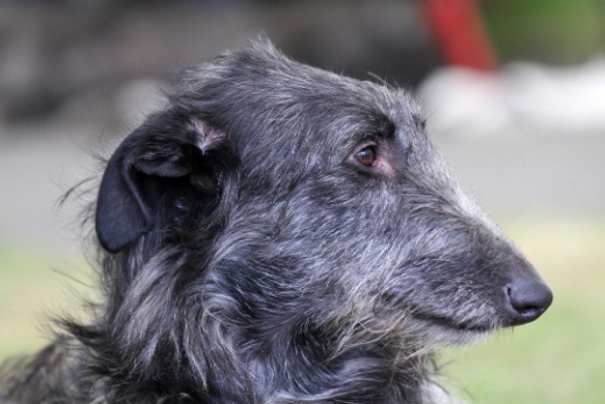 Deerhound Dogs Raza - Características, Fotos & Precio | MundoAnimalia