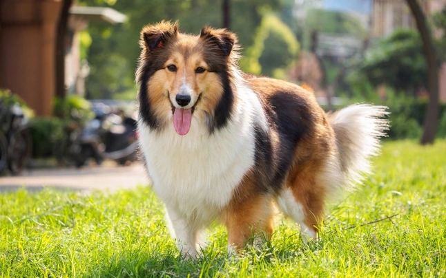 Perro Pastor de las Shetland Dogs Raza - Características, Fotos & Precio | MundoAnimalia